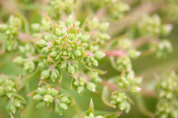 Flora of Gran Canaria -   succulent Aeonium percarneum about to flower