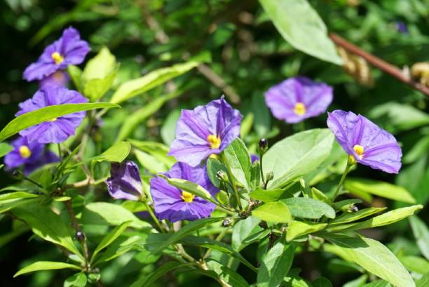 istock Beautiful flowers - grows in california 1129605164