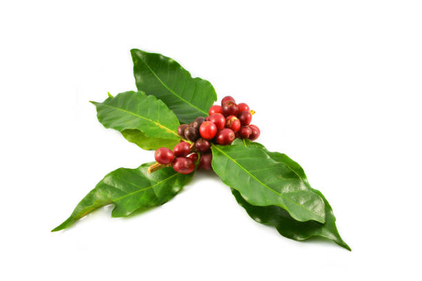 istock Fresh red coffee beans and green leaf isolated on white background 1129605253