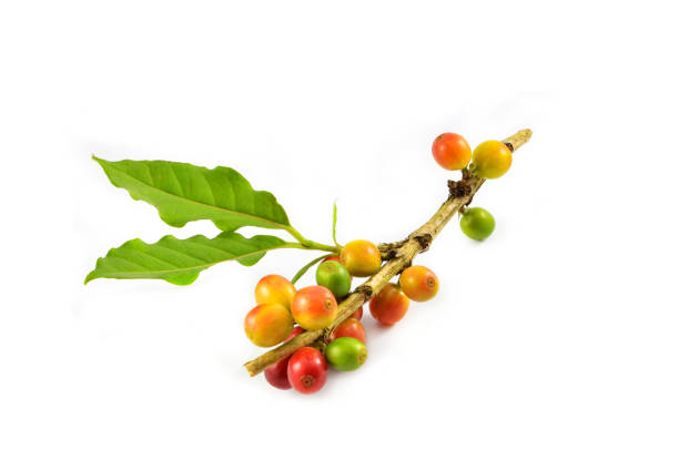 istock Fresh red and green coffee beans and green leaf isolated on white background 1129605274