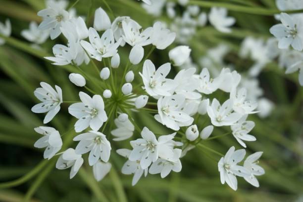 istock Beautiful flowers - grows in california 1129605303