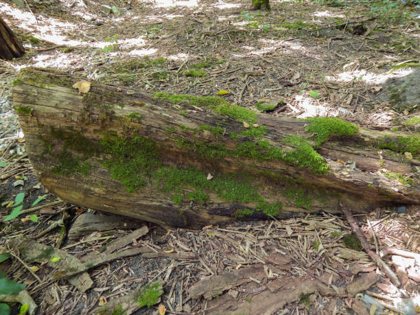 istock old log stump overgrown with moss in the forest 1129606492