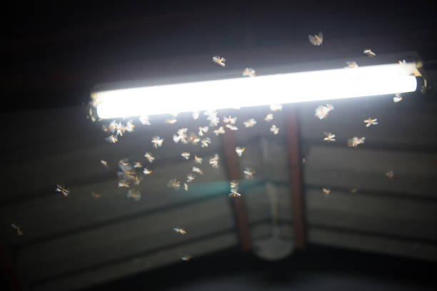 istock Blur moth flying in the fire ,the neon light in night time, it's raining time. 1129606851
