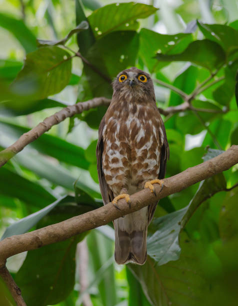 istock Brown Hawk Owl perch on the tree in nature 1129607707