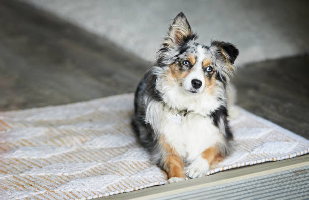 Is that the lunch bell I hear? Shot of an adorable Australian shepherd dog sitting on the floor at home australian shepherd stock pictures, royalty-free photos & images