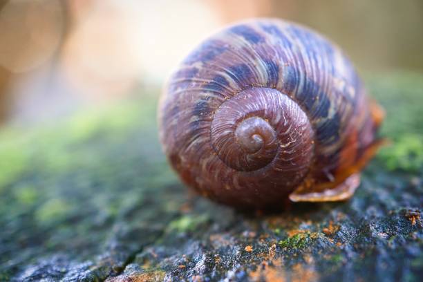 istock snail in the nature 1129607738
