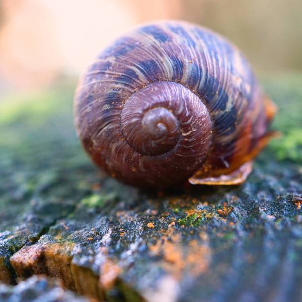 istock snail in the nature 1129607778