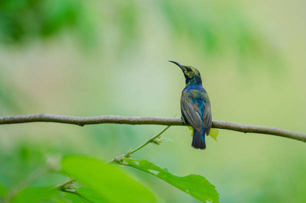 istock Olive-backed Sunbird on branch in nature 1129608169