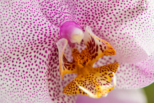 Close up of orchid flower Close up of orchid flower blossom phalaenopsis orchidee stock pictures, royalty-free photos & images