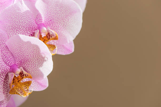 Close up of orchid flowers with copy space for free text Close up of orchid flowers in front of brown wall - with copy space for free text phalaenopsis orchidee stock pictures, royalty-free photos & images