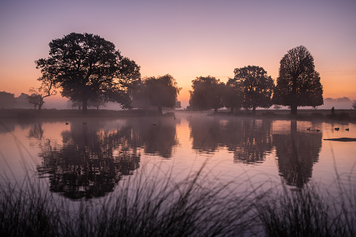 Bushey Park Sunrise Landscape with trees and reflection in the pond