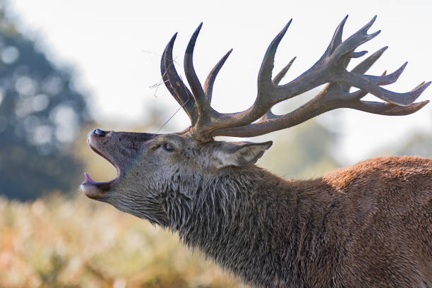 istock Male Deer Stag Calling with antlers 1129609112