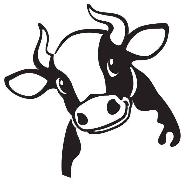 cartoon head of cow cartoon head of  cow  .Black and white icon , emblem . Vector illustration cow illustrations stock illustrations