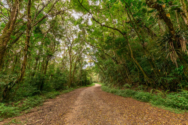 Old unpaved stretch of Estrada Graciosa Road connecting the city of Curitiba to Morretes, Paraná, Brazil. stock photo