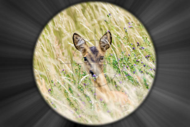 Deer in summer grass meadow