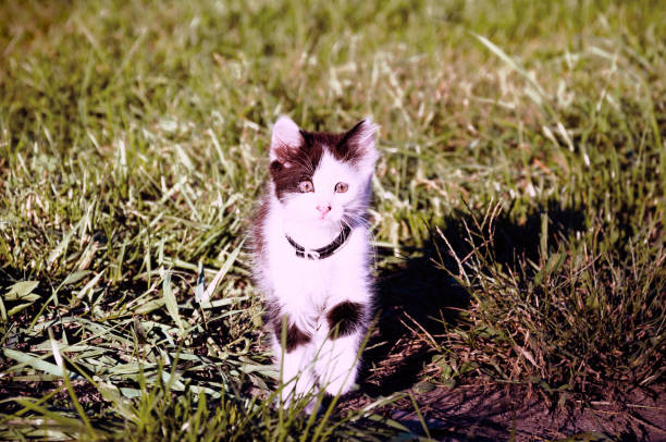 black-white cute cat on the grass