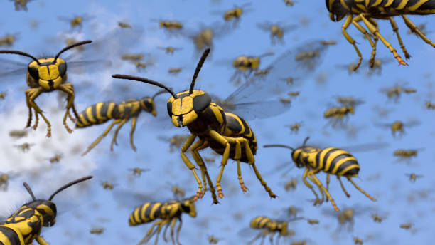 sciame di vespe - sciame di insetti foto e immagini stock