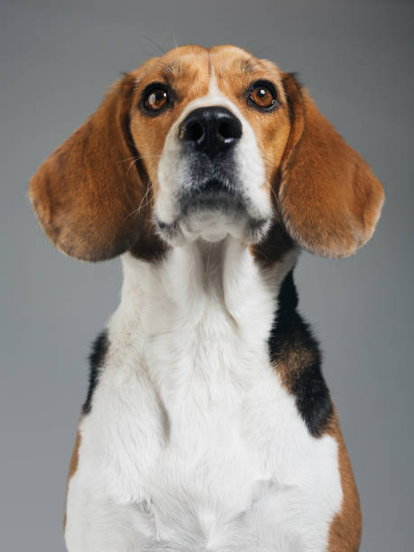 istock Studio portrait of Beagle dog against gray background 1129611598