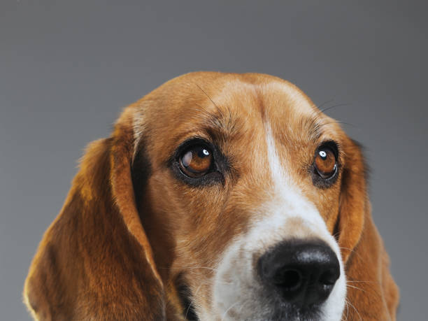 istock Half face studio portrait of Beagle dog against gray background 1129611638