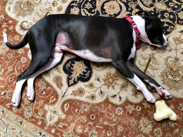 istock Large black and white mixed breed rescue dog resting on beautiful rug with large bone 1129612949