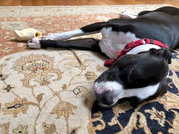 istock Large black and white mixed breed rescue dog resting on beautiful rug with large bone 1129612974