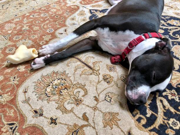 istock Large black and white mixed breed rescue dog resting on beautiful rug with large bone 1129612977