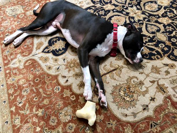 istock Large black and white mixed breed rescue dog resting on beautiful rug with large bone 1129612983