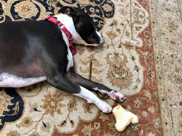 istock Large black and white mixed breed rescue dog resting on beautiful rug with large bone 1129612992