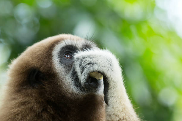 istock gibbon close- up face in zoo 1129613076