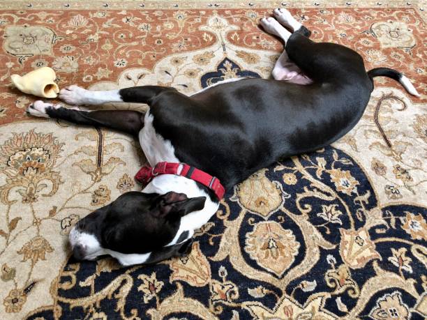 istock Large black and white mixed breed rescue dog resting on beautiful rug with large bone 1129613086