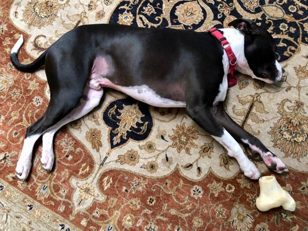 istock Large black and white mixed breed rescue dog resting on beautiful rug with large bone 1129613087