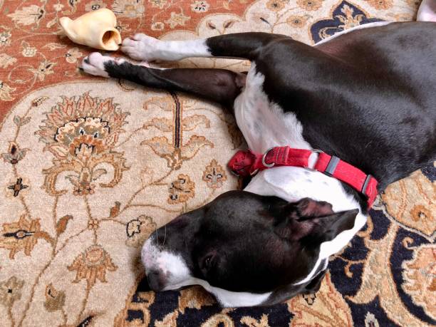 istock Large black and white mixed breed rescue dog resting on beautiful rug with large bone 1129613109