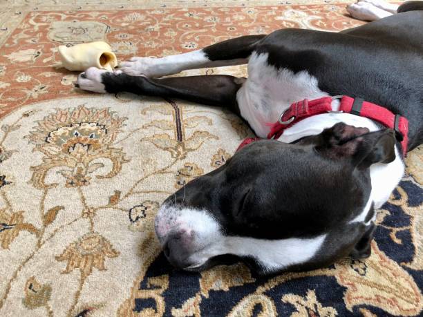 istock Large black and white mixed breed rescue dog resting on beautiful rug with large bone 1129613111