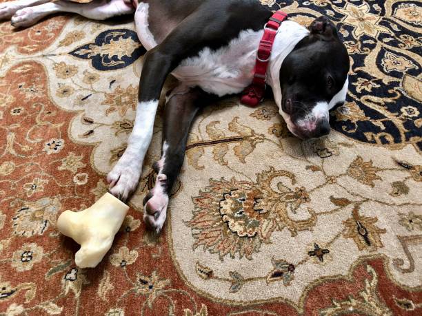 istock Large black and white mixed breed rescue dog resting on beautiful rug with large bone 1129613114