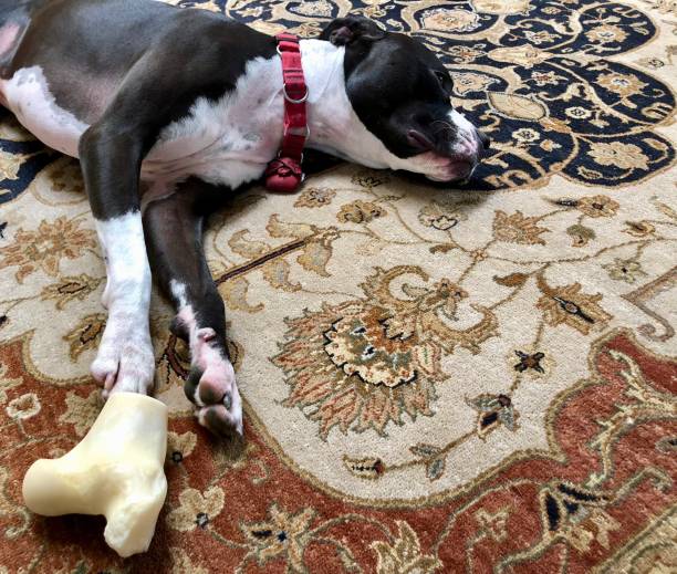 istock Large black and white mixed breed rescue dog resting on beautiful rug with large bone 1129613135