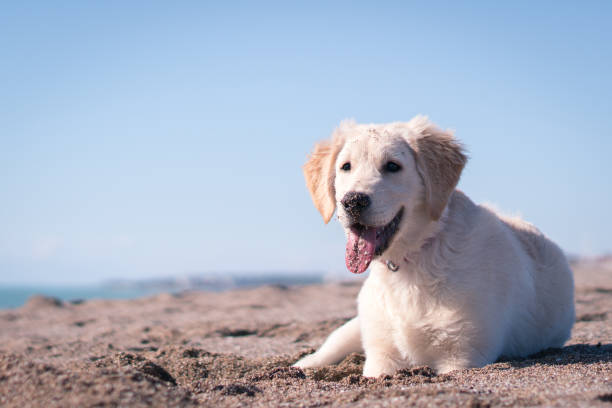 istock Happy puppy dog Digging in Sand 1129613137