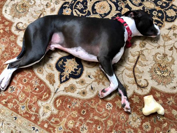 istock Large black and white mixed breed rescue dog resting on beautiful rug with large bone 1129613144