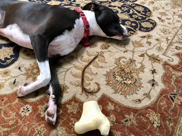 istock Large black and white mixed breed rescue dog resting on beautiful rug with large bone 1129613151