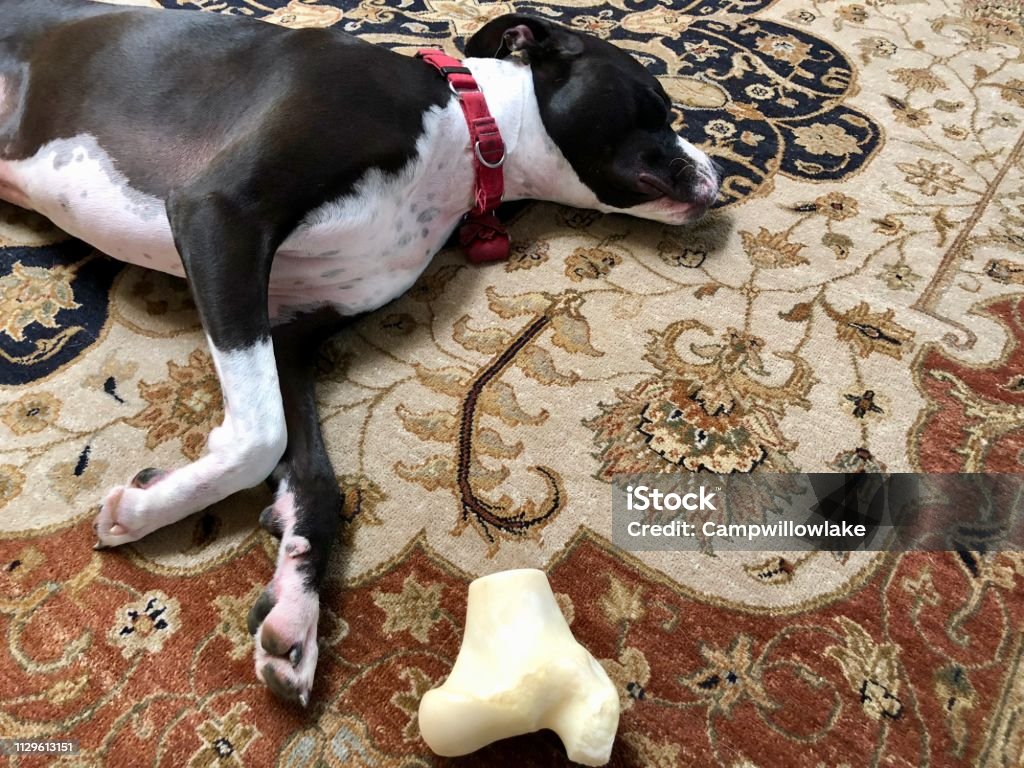 Large black and white mixed breed rescue dog resting on beautiful rug with large bone Jake resting on large rug area with his chew bone. Rug Stock Photo
