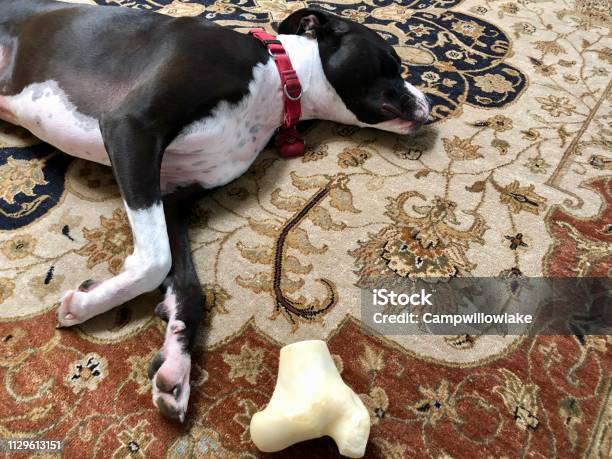 Large Black And White Mixed Breed Rescue Dog Resting On Beautiful Rug With Large Bone Stock Photo - Download Image Now