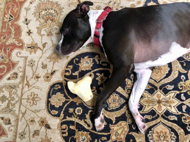 istock Large black and white mixed breed rescue dog resting on beautiful rug with large bone 1129613171