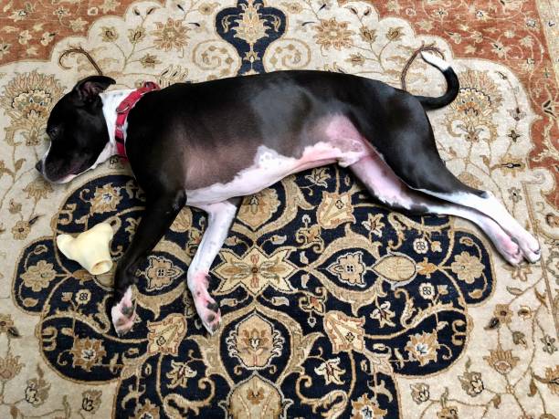 istock Large black and white mixed breed rescue dog resting on beautiful rug with large bone 1129613182