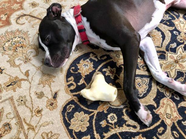 istock Large black and white mixed breed rescue dog resting on beautiful rug with large bone 1129613189