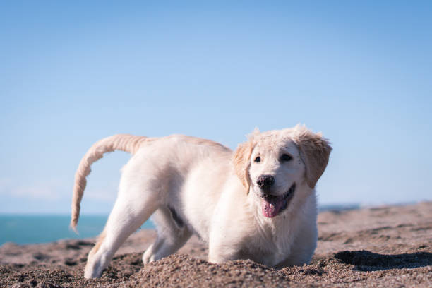 istock Happy puppy dog Digging in Sand 1129613199