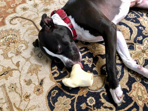 istock Large black and white mixed breed rescue dog resting on beautiful rug with large bone 1129613200