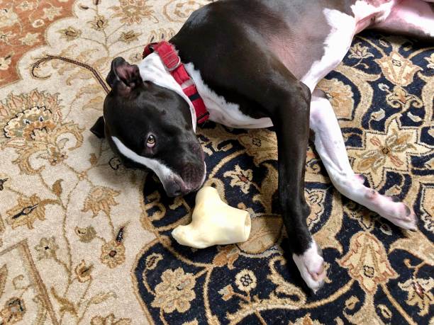 istock Large black and white mixed breed rescue dog resting on beautiful rug with large bone 1129613214