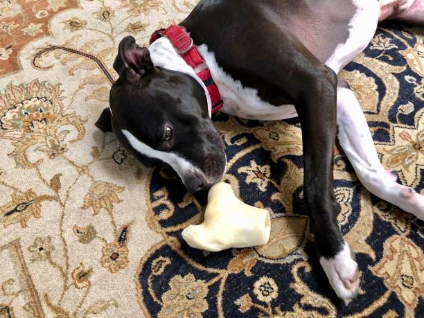 istock Large black and white mixed breed rescue dog resting on beautiful rug with large bone 1129613215