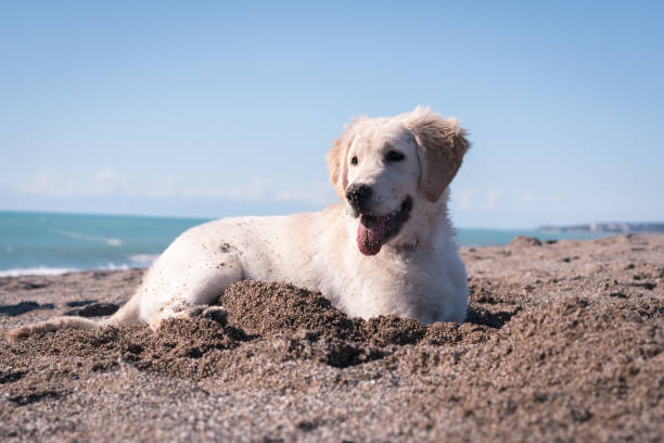 istock Happy puppy dog Digging in Sand 1129613549