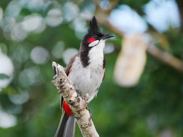 istock Red whiskered Bulbul perching in natural habitat 1129614122