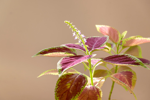 Purple Flowers And Red Leaves Of A Coleus Plant